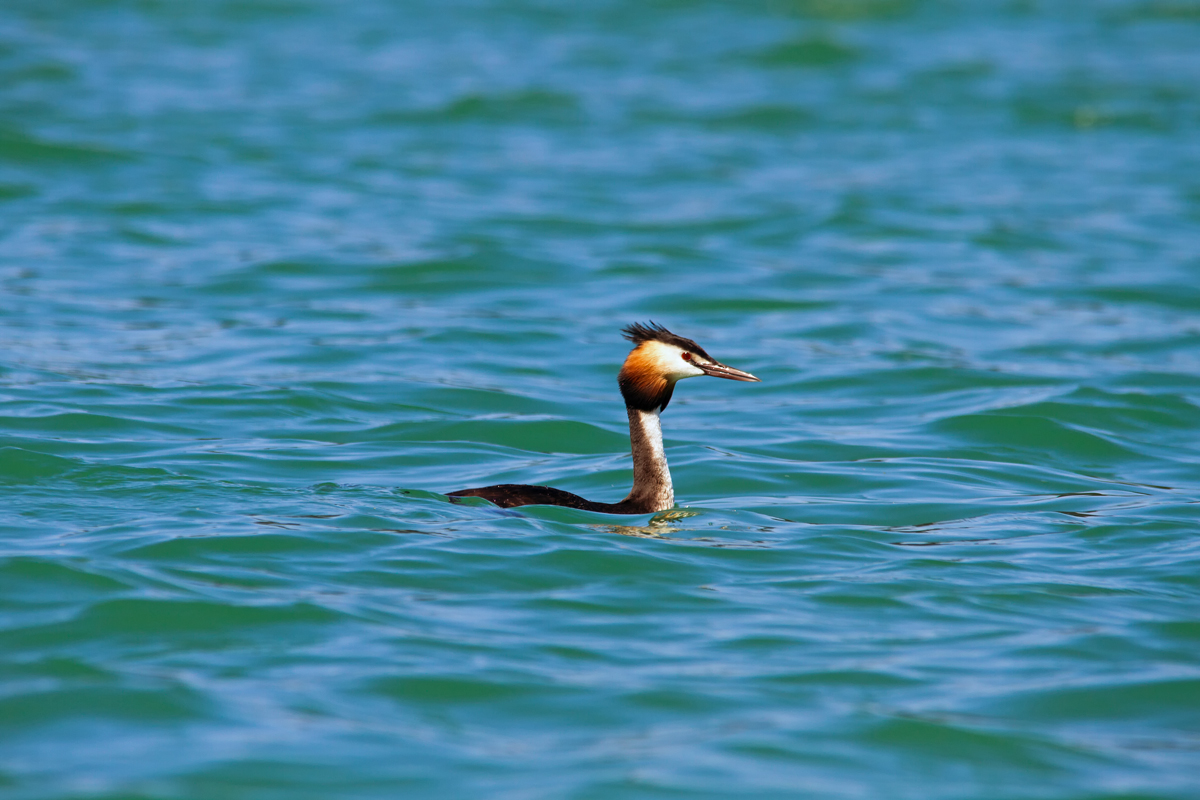 Haubentaucher Altvogel im Naturpark Feldberger Seenlandschaft. - 01.07.2015