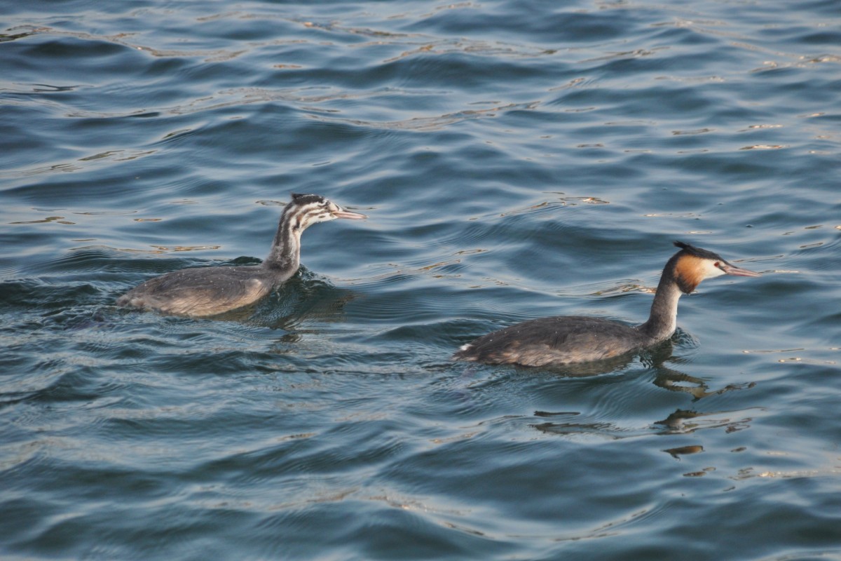 Haubentaucher auf dem Bodensee (ALLENSBACH, Landkreis Konstanz/Deutschland, 02.10.2014)