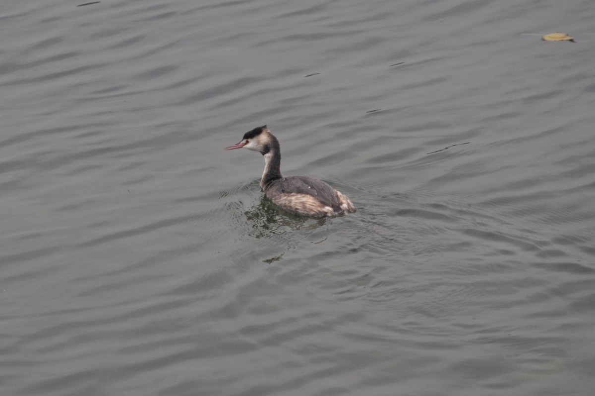 Haubentaucher auf dem Bodensee (KONSTANZ, Landkreis Konstanz/Deutschland, 30.09.2014)