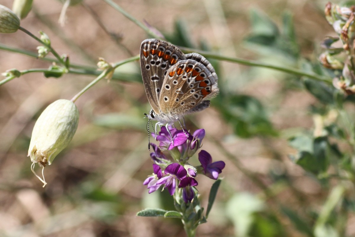 Hauhechel-Bluling (Polyommatus icarus)  am 20.7.2010 bei Neuried am Oberrhein.