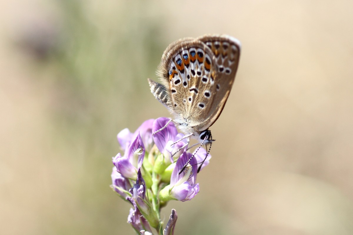 Hauhechel-Bluling (Polyommatus icarus) am 20.7.2010 bei Neuried am Oberrhein.