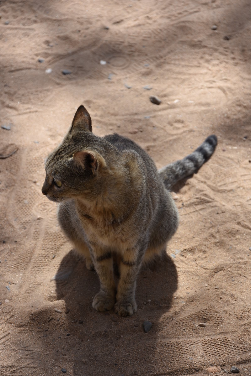 Hauskatze auf der le de Gore (DAKAR/Senegal, 26.03.2016)