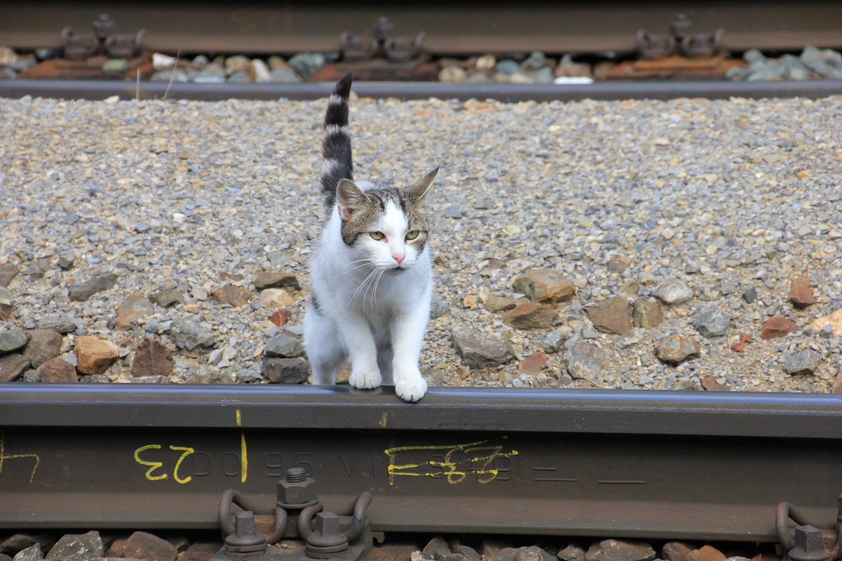 Hauskatze im Bahnhof Eichberg an der Semmerringstrecke am 10.09.2020. 