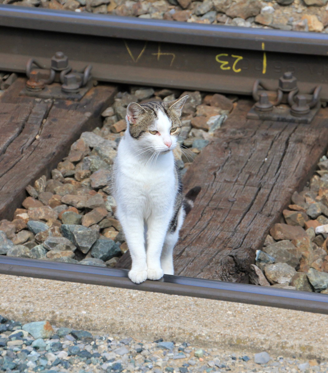 Hauskatze im Bahnhof Eichberg an der Semmerringstrecke am 10.09.2020. Unrechtsbewusstsein schien das Tierchen nicht zu haben.  Das Gleis hat es aber irgendwann doch verlassen und wurde zumindest whrend meiner Anwesenheit zum Glck von keinem der doch recht zahlreich verkehrenden Zge berrollt. 