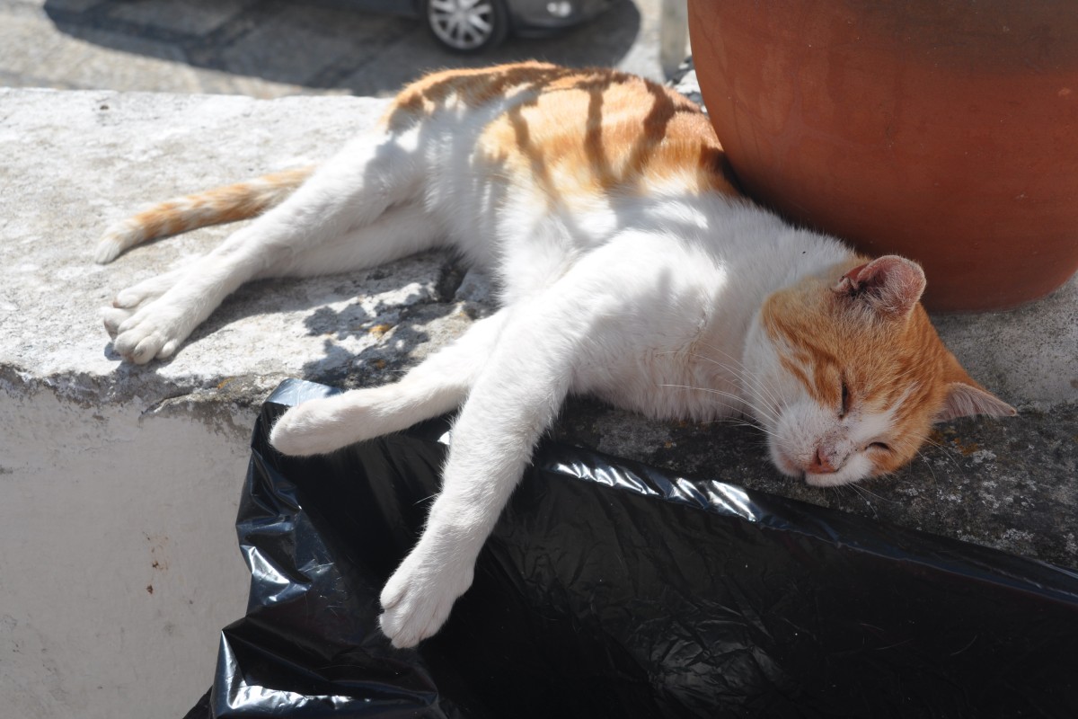 Hauskatze bei Ruhepause (NAZAR, Distrikt Leiria/Portugal, 16.09.2013)