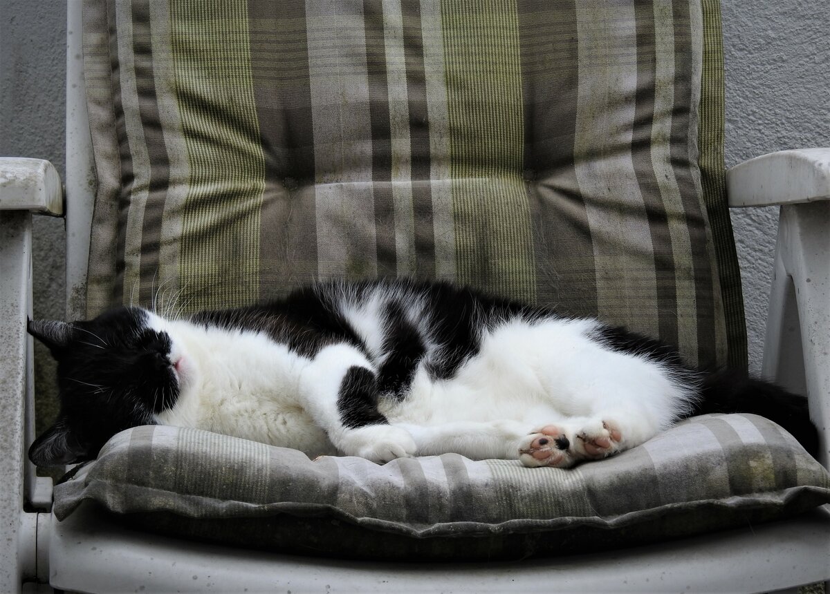 HAUSKATZE BEIM TRUMEN
Nach anstrengender Nachtschicht trumt meine Mieze von leckeren Muschen, am 7.7. 2021