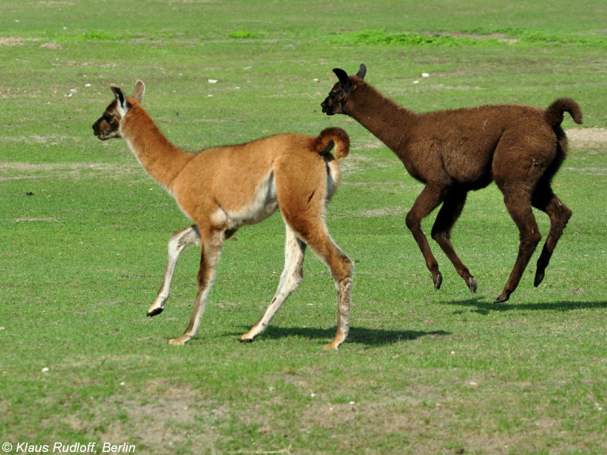 Hauslama (Lama guanicoe f. glama). Jungtiere im Tierpark Berlin (Juli 2015).