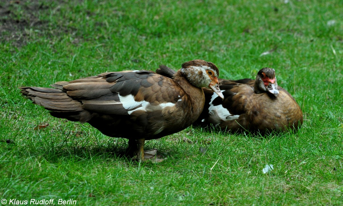 Hausmoschusente (Cairina moschata f. domestica) im Tierpark Cottbus (August 2015).