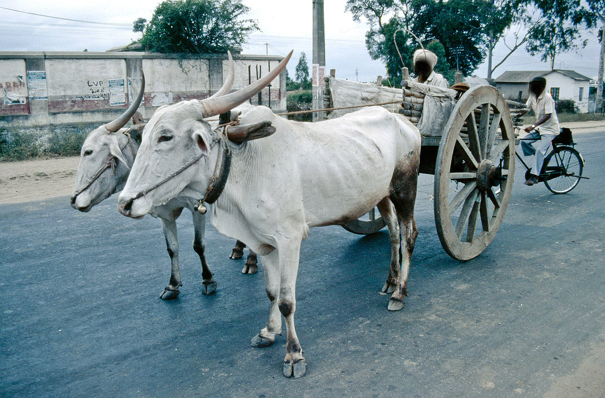 Hausrind in Indien. Bild vom Dia. Aufnahme: Oktober 1988.