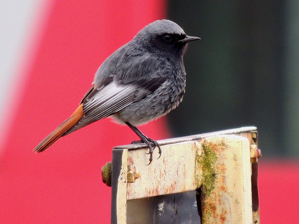 Hausrotschwanz (Phoenicurus ochruros), bzw. einfach nur  Rotschwnzchen  macht auf einer Bahntechnischen Einrichtung eine kleine Rast; 150228