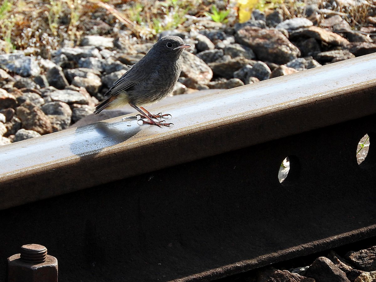 Hausrotschwanz (Phoenicurus ochruros) macht auf einer Schiene Rast, 160527