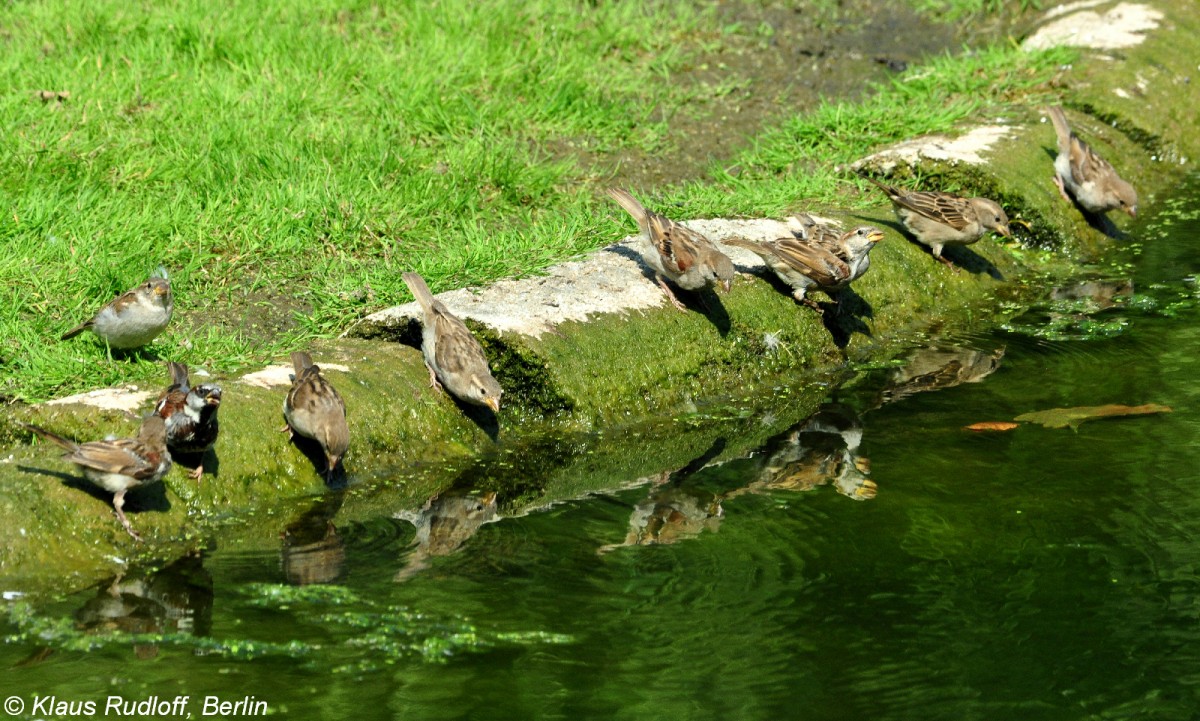 Haussperlinge (Passer domesticus) im Tierpark Berlin (August 2015).