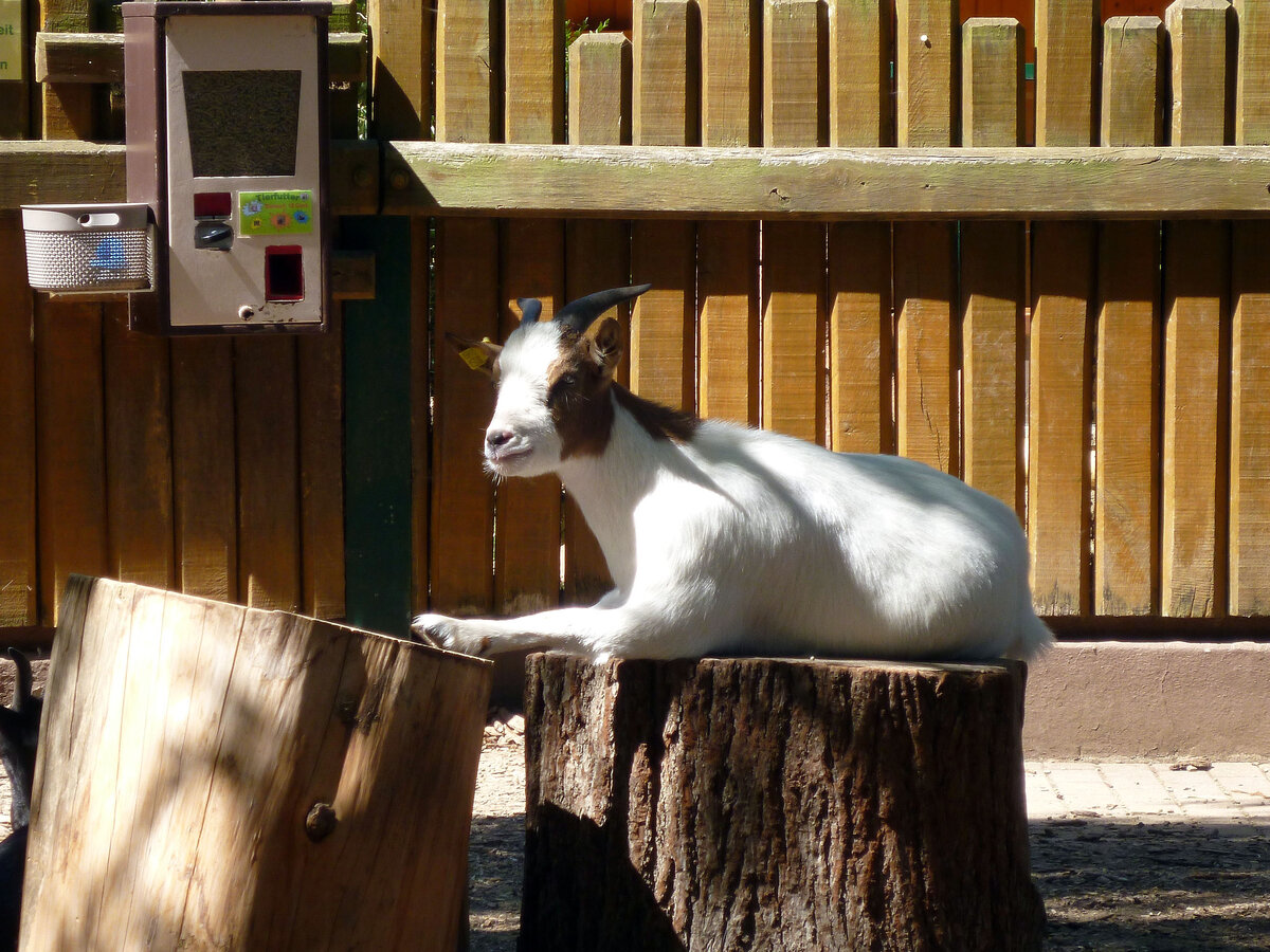 Hausziege. Aufgenommen im August 2022 im Inselzoo Altenburg