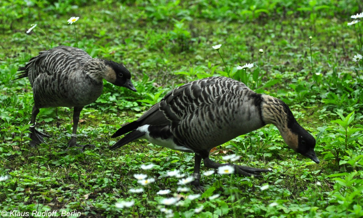 Hawaii-Gans oder Nen (Branta sandvicensis) im Tierpark Cottbus (August 2015).