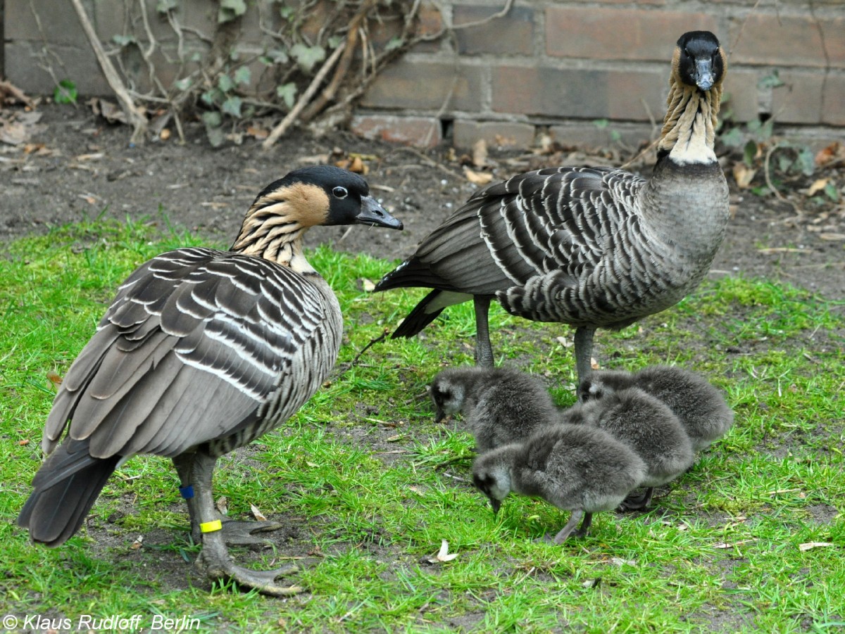 Hawaii-Gans oder Nene (Branta sanvicensis). Paar mit Jungen im Tierpark Cottbus (April 2015).