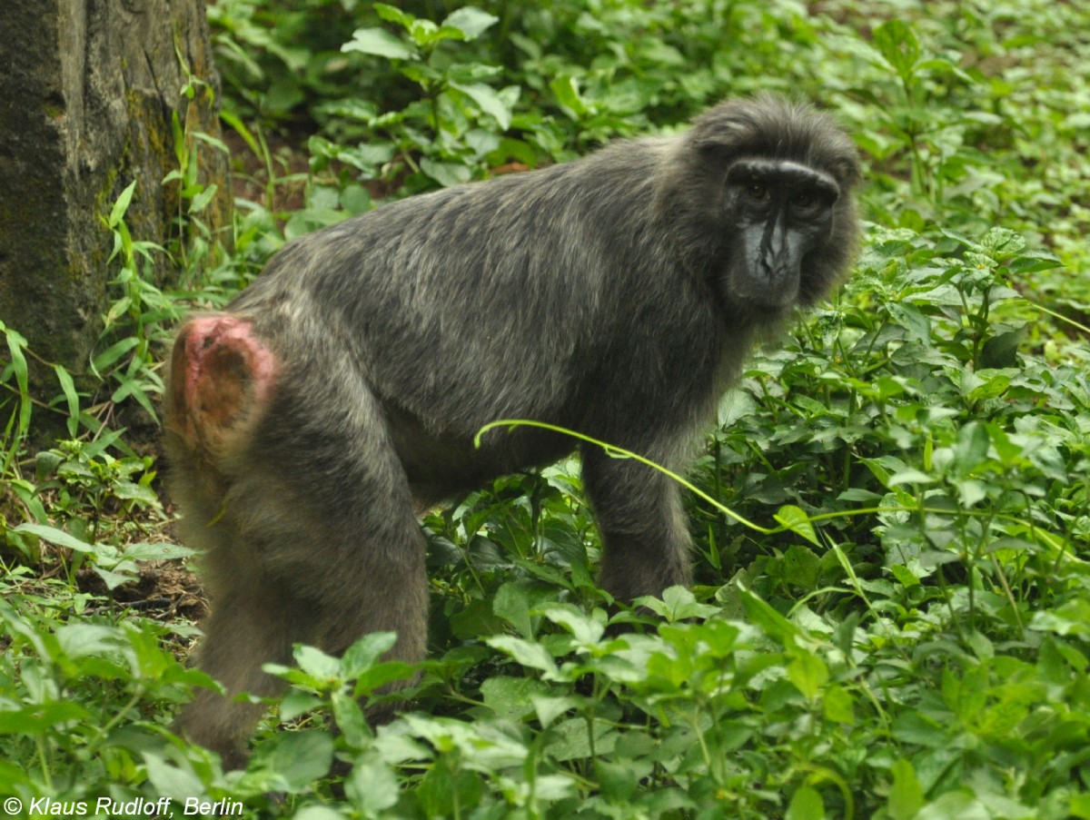 Hecks Makak (Macaca hecki) im Zoologischen Garten Jakarta (November 2013).