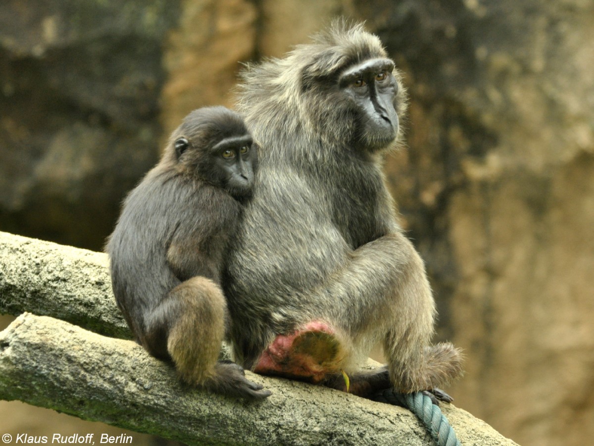 Hecks Makak-Weibchen mit Jungtier (Macaca hecki) im Zoologischen Garten Jakarta (November 2013).