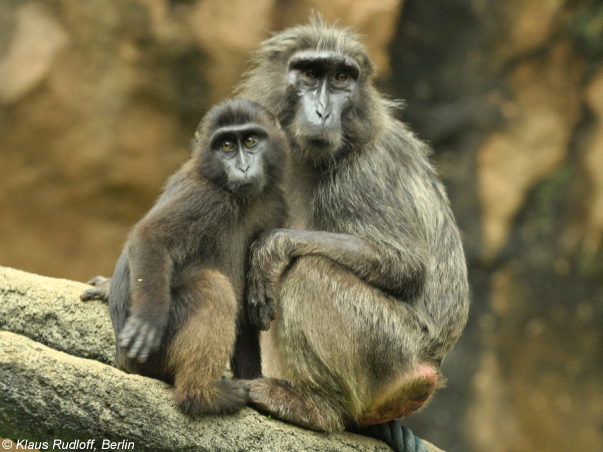 Hecks Makak-Weibchen mit Jungtier (Macaca hecki) im Zoologischen Garten Jakarta (November 2013).