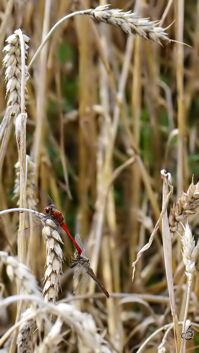 Heidelibellen paaren sich Mitte August 2013 in einem Kornfeld bei Vlschow.