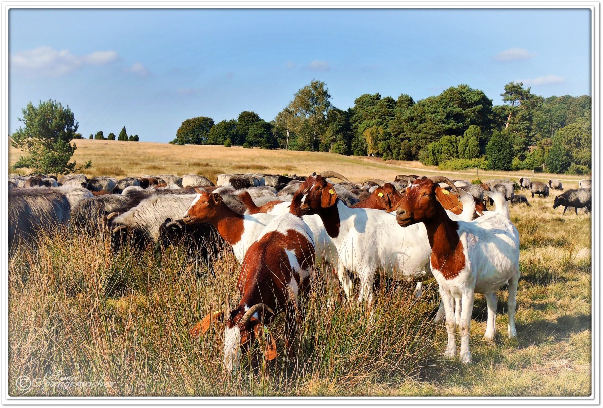 Heidschnucken- & Ziegenherde bei Niederhaverbeck, Lneburger Heide, September 2014