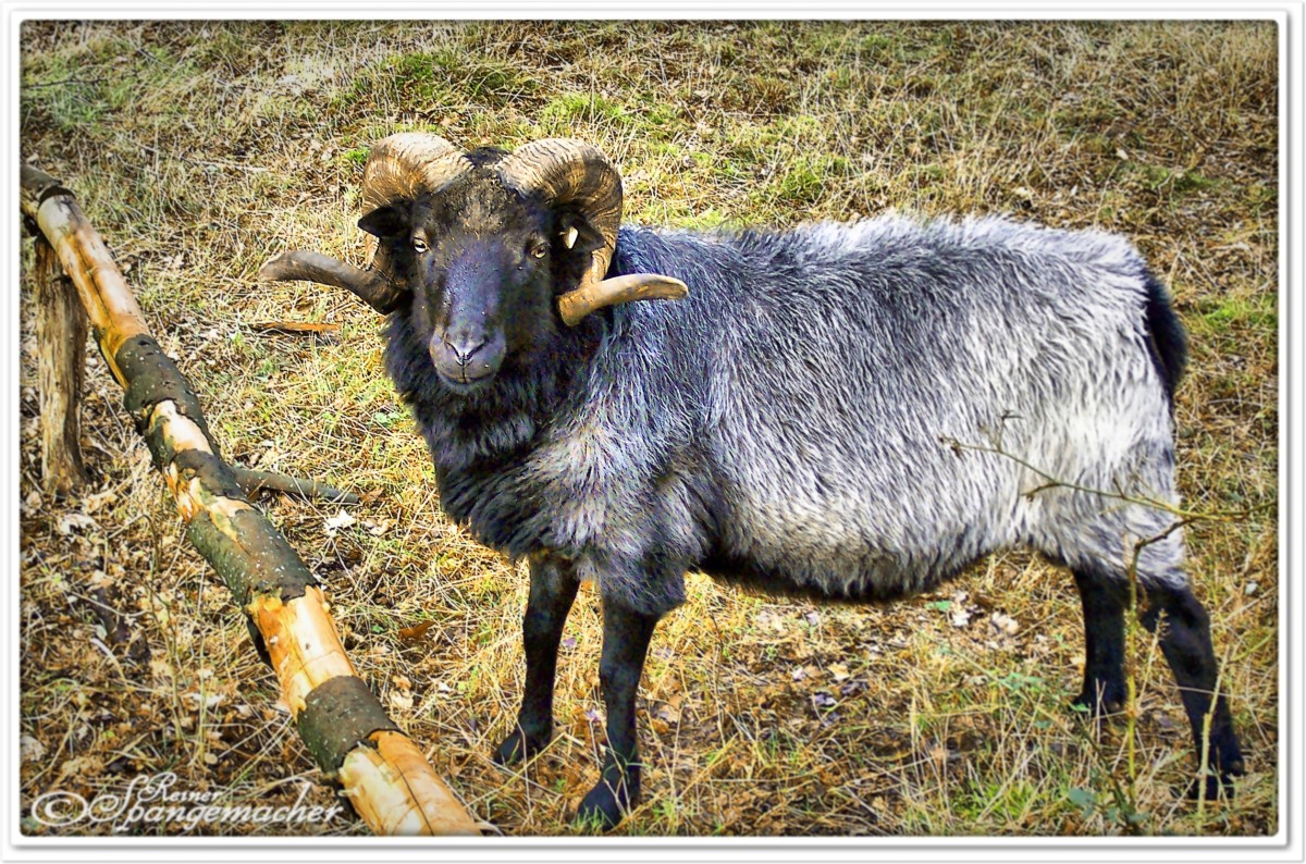 Heidschnucken-Bock, Vareler Heide bei Lauenbrck, September 2010. 