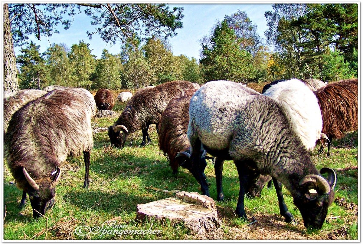 Heidschnucken in der Osterheide Schneverdingen. Oktober 2010