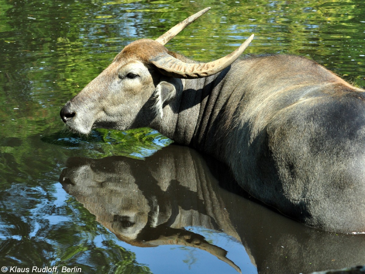 Heller Hauswasserbffel oder Kerabau (Bubaus arnee f. bubalis) im Tierpark Berlin (August 2015)