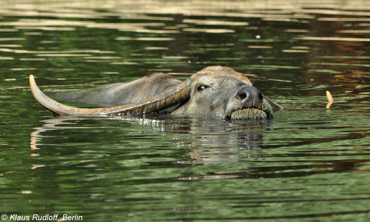 Heller Hauswasserbffel oder Kerabau (Bubaus arnee f. bubalis) im Tierpark Berlin (August 2015).