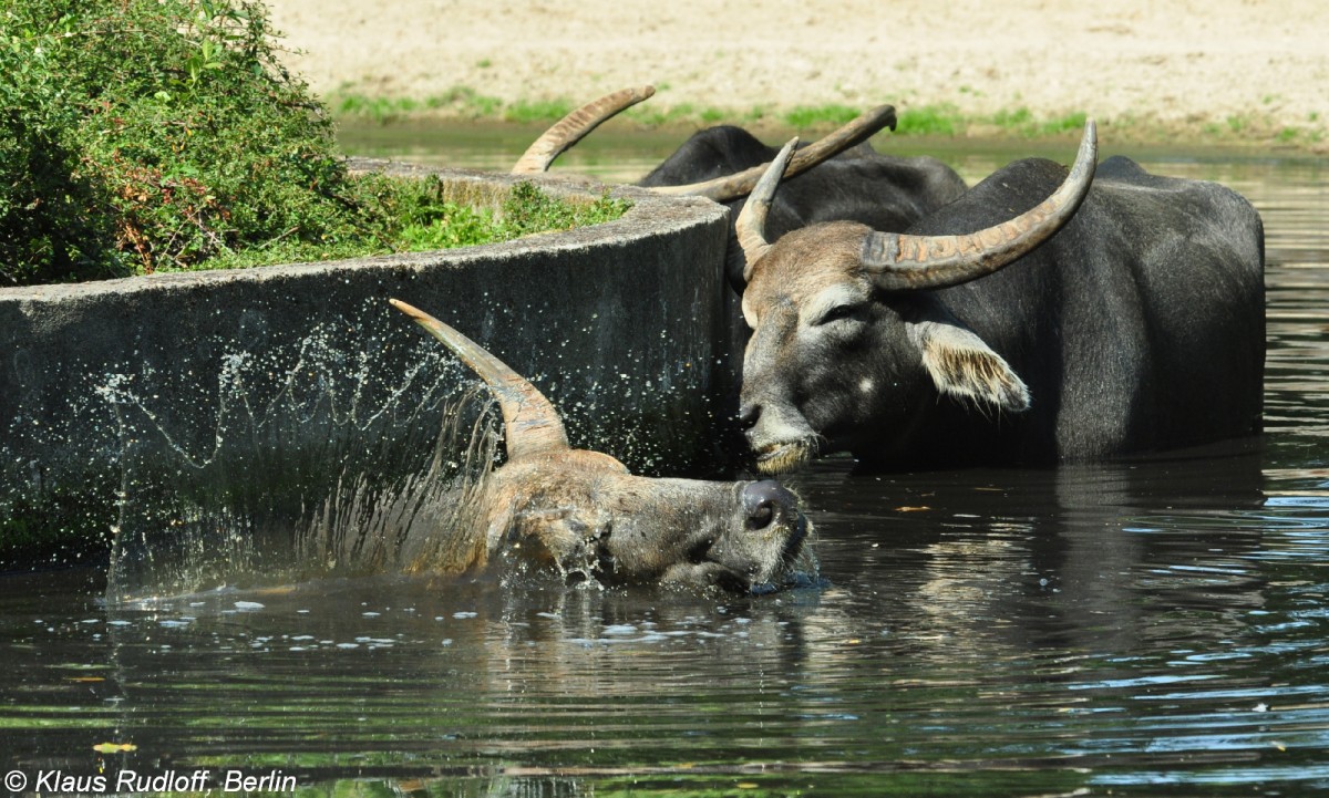 Heller Hauswasserbffel oder Kerabau (Bubaus arnee f. bubalis) im Tierpark Berlin (August 2015).