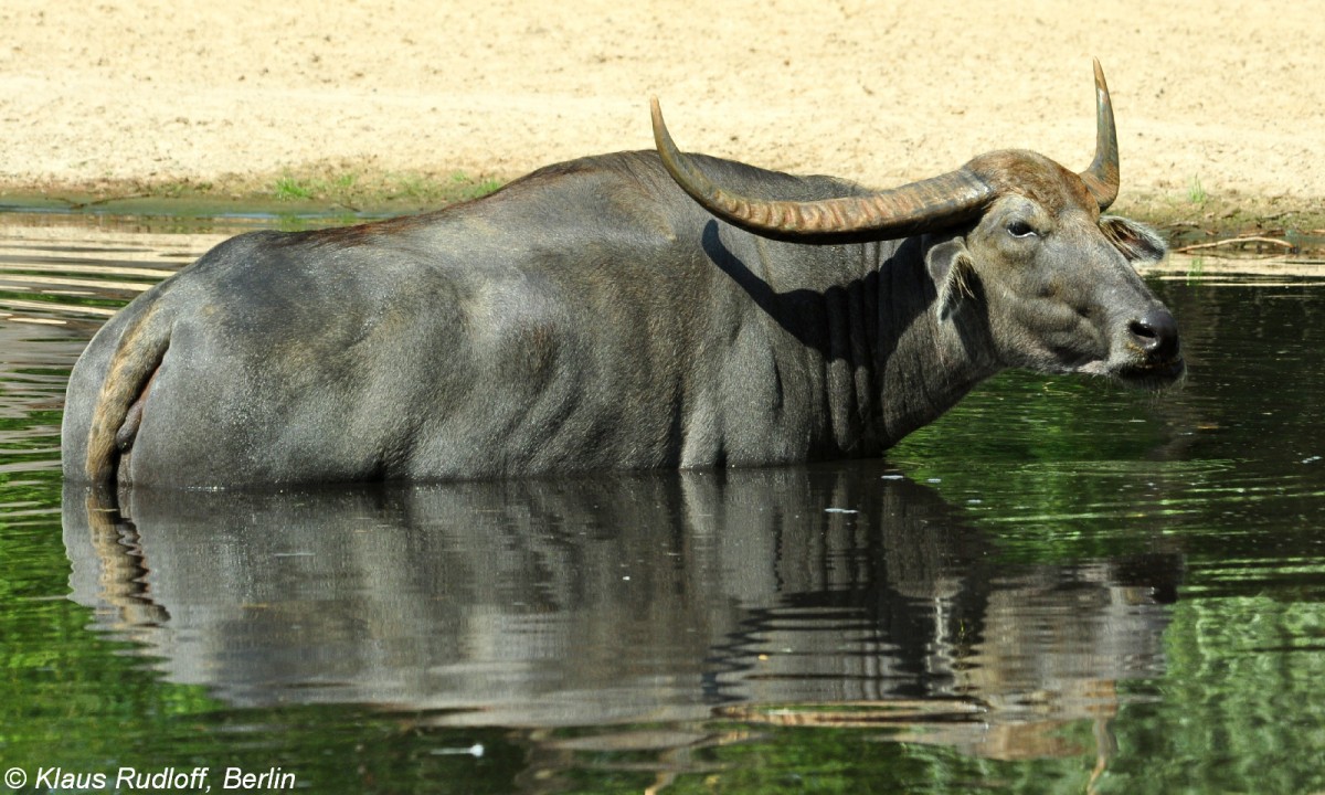 Heller Hauswasserbffel oder Kerabau (Bubaus arnee f. bubalis) im Tierpark Berlin (August 2015).