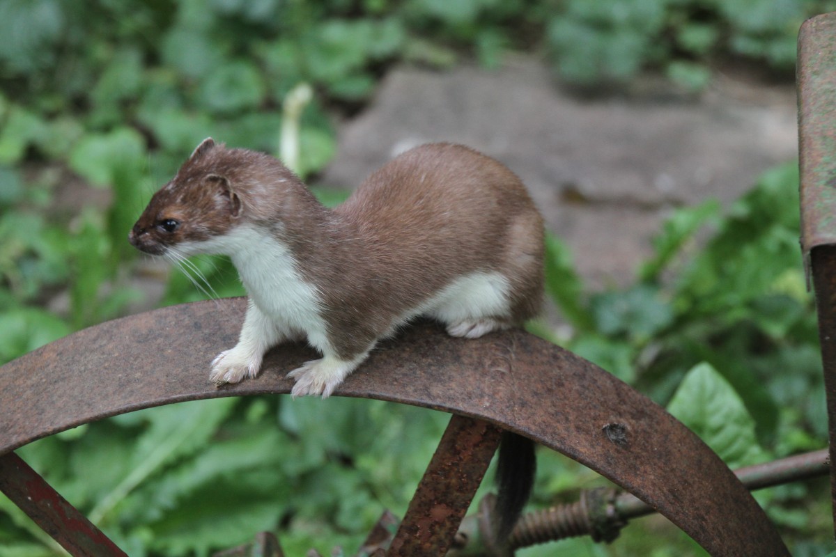 Hermelin (Mustela erminea) am 25.7.2010 im Zoo Heildelberg.