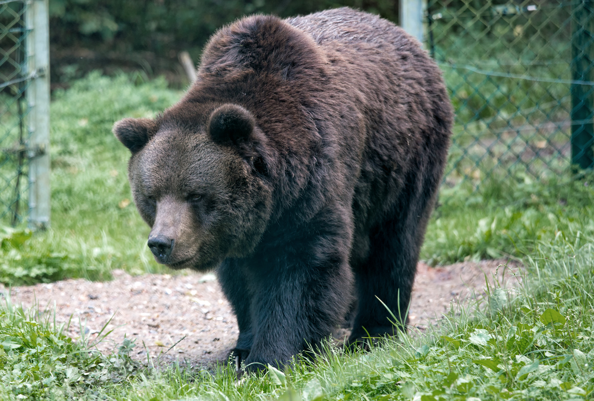 Herumstreifender Br im Brenwald Mritz. - 15.09.2014