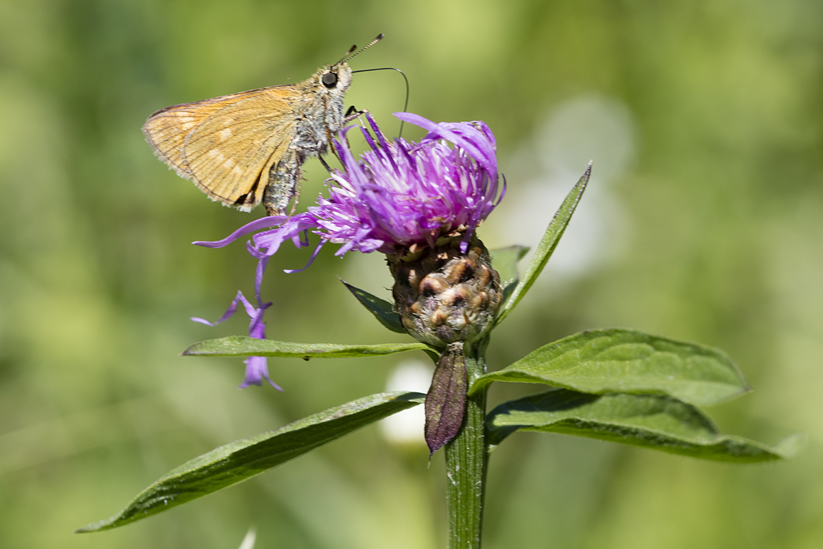 Hesperiidae, Komma Dickkopffalter, Hesperia comma, 07.08.2016, Weisweil

