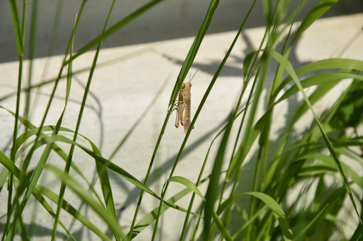 Heuschrecke am Grashalm. Dieser muntere Herr offerierte sich als Fotomodell fr mich. 6.7.2014