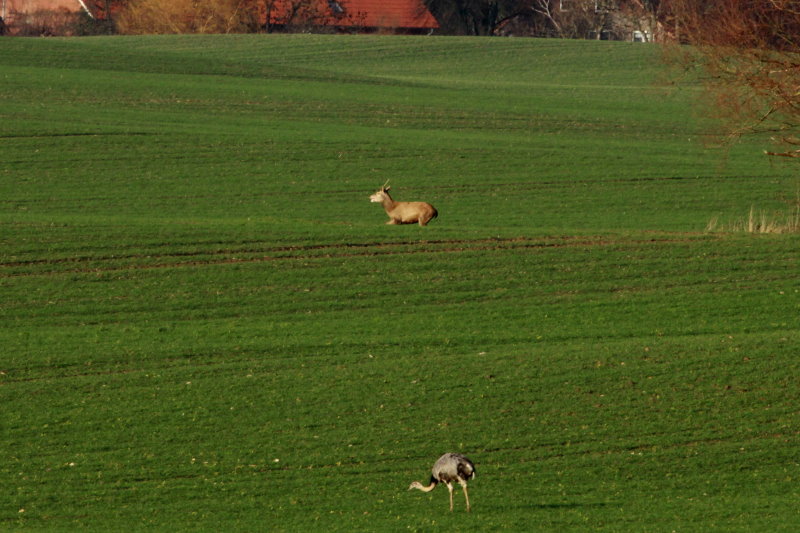 Heute gelang mir dieses einmalige Foto. Ein Rothirsch galoppiert an einem Nandu vorbei. Ich staunte nicht schlecht, als der Paarhufer hier vorbeigaloppierte. Selbst die in der Nhe ruhenden Rehe trauten den Anblick nicht und flchteten! Rieps, 30.12.2013