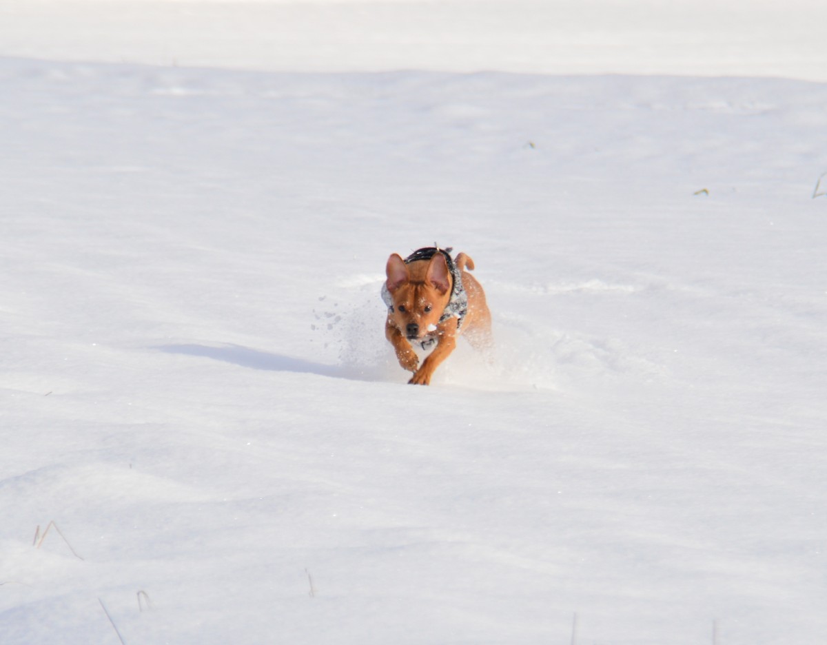 Hi ich nochmal Benji, hier tobe ich mal durch den Schnee.....wenn er ohne Salz und Eis ist, macht das richtig Spass....und meine Beiden Menschen freuen sich auch.
