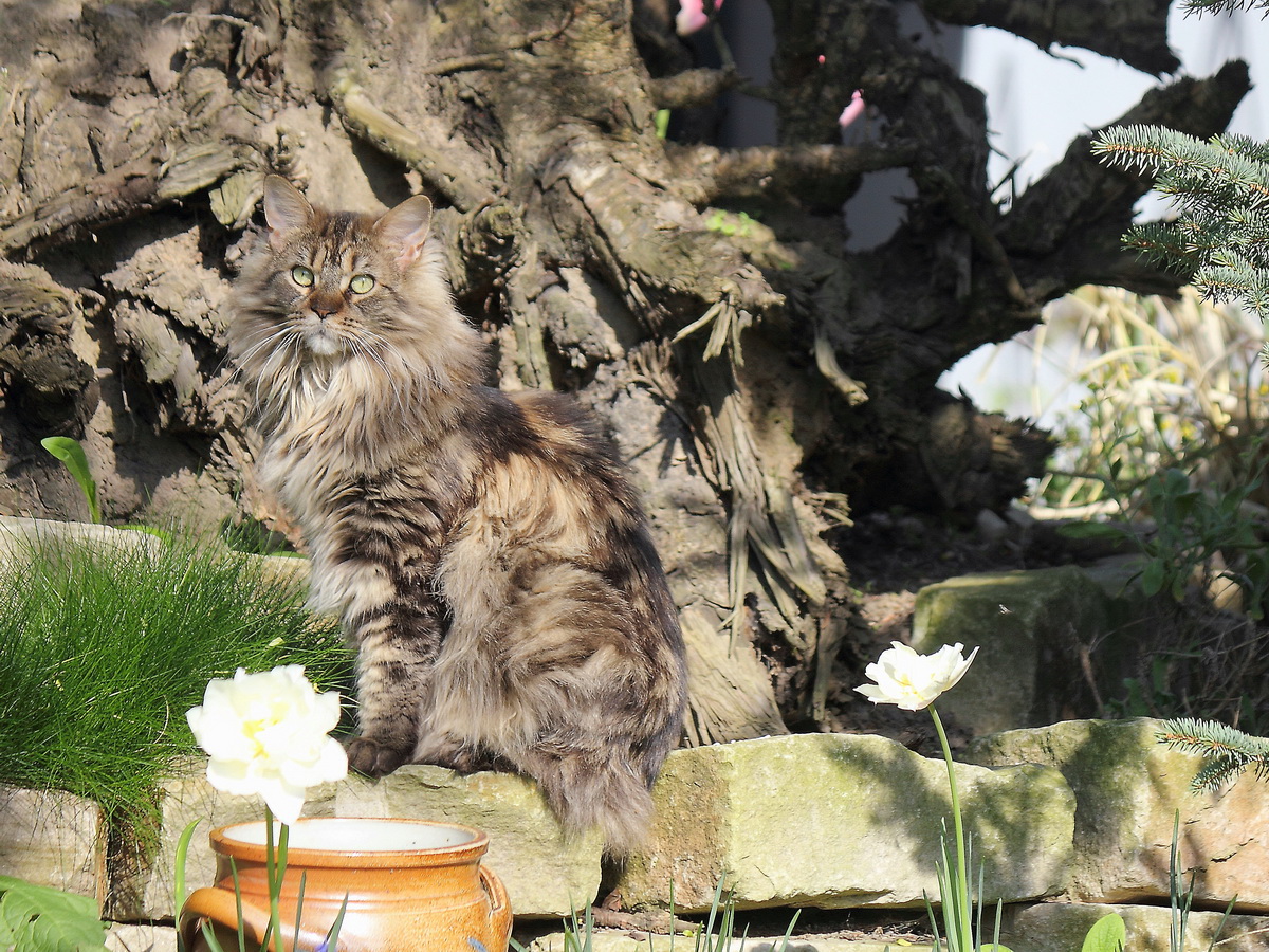 Hier im Garten fhlt sich  die ber das Berliner Tierheim zu uns gekommene ca. 1,5 Jahre alte  Main Coon  Molly , die in der Gegend von Burg gefunden wurde, wohl aber noch nicht sicher. 