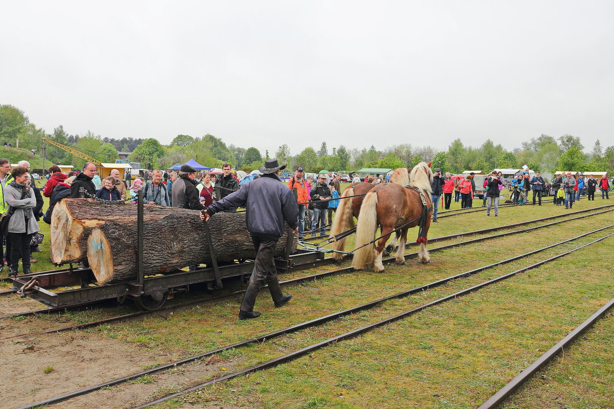 Hier sind die Gre der Baumstmme zu erkennen die beim Transport durch zwei Kaltbltler im Ziegeleipark Mildenberg in der Uckermark , hier - am 13. Mai 2017 -  gezogen wurden.

