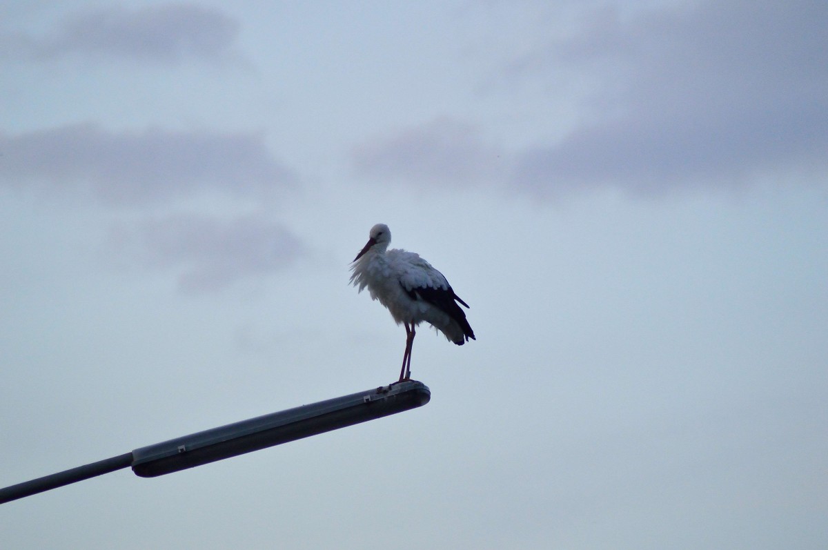 Hier ist der Storch aus Waat nun auf seinen  Hochsitz  der Straenbogenlampe und macht sich fertig fr die Nacht. 15.9.2014