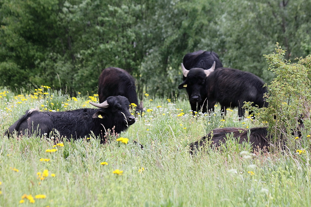 Hier die Wasserbüffel die zum Pflegen des Landschaftspark Rudow-Altglienicke angesiedelt sind am 25. Mai 2015.