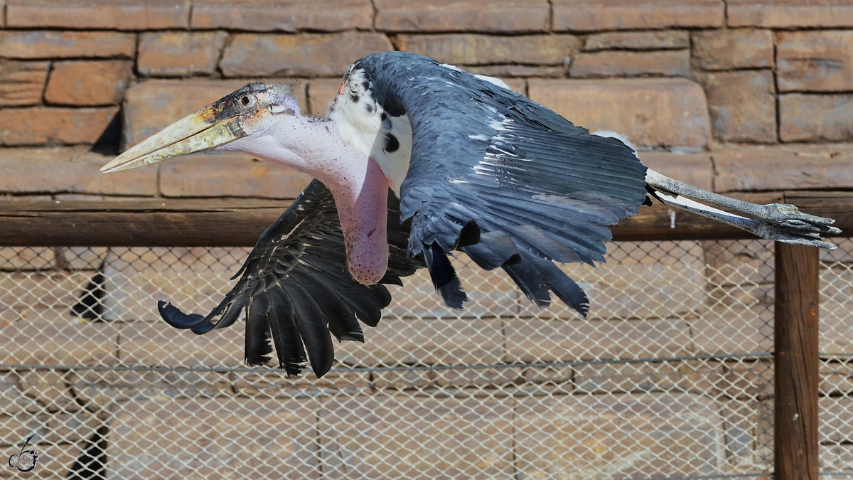 Hier zhlen wohl die inneren Werte, denn ein Marabu zhlt (auch im Fluge) sicher nicht zu den schnsten Vgeln. (Zoo Madrid, Dezember 2010)