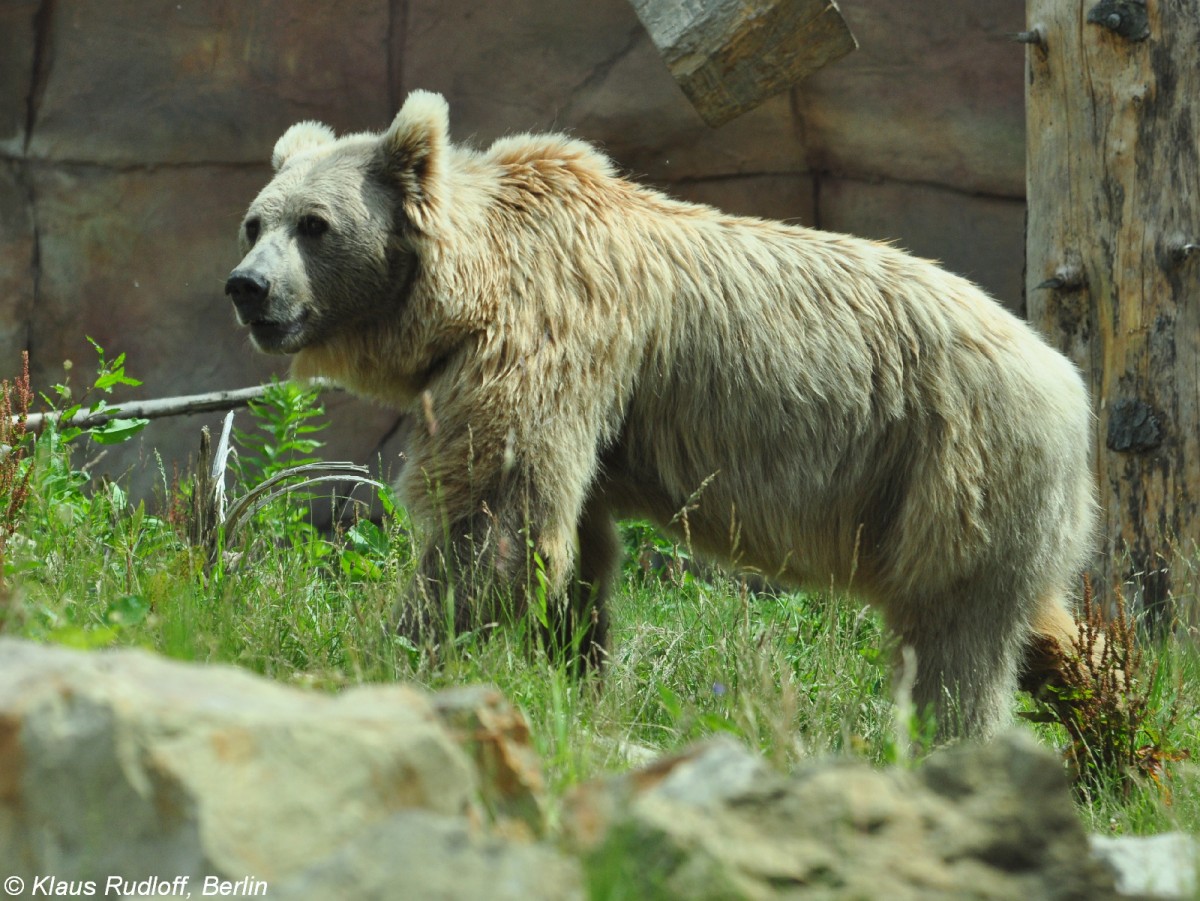 Himalaya-, Tienshan- oder Isabellbär (Ursus arctos isbellinus). Männchen im Zoo Hluboka / Tschechien