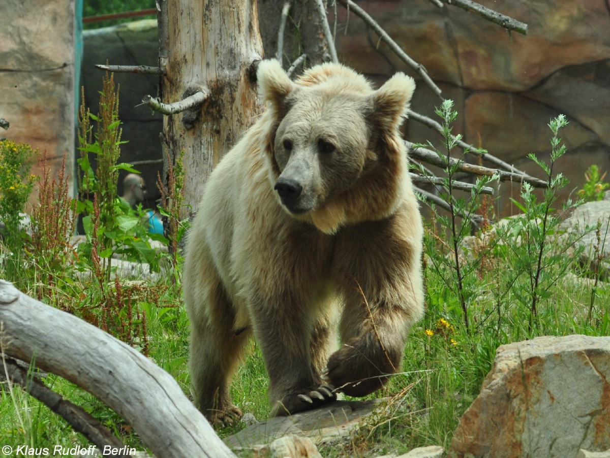 Himalaya-, Tienshan- oder Isabellbr (Ursus arctos isbellinus). Mnnchen im Zoo Hluboka / Tschechien