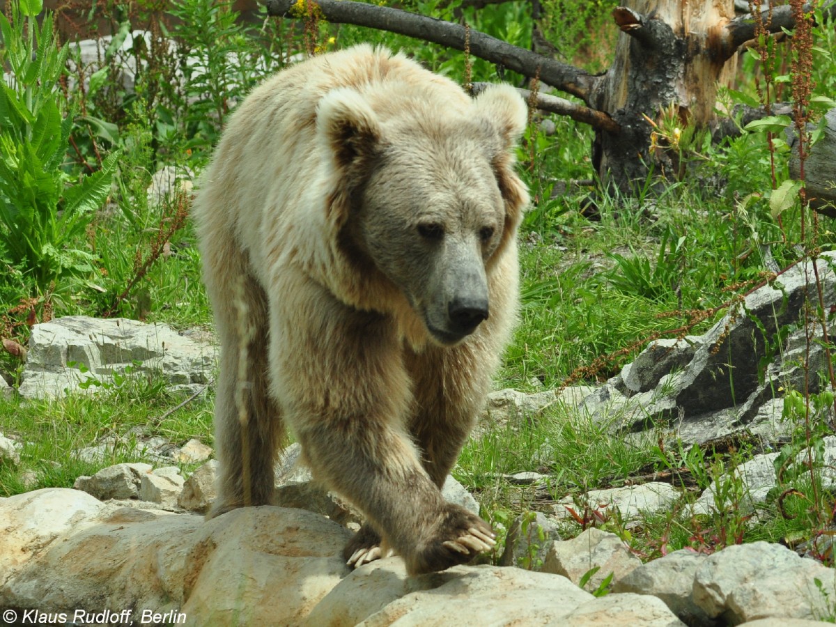 Himalaya-, Tienshan- oder Isabellbr (Ursus arctos isbellinus). Mnnchen im Zoo Hluboka / Tschechien