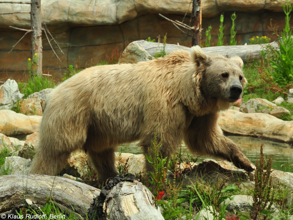 Himalaya-, Tienshan- oder Isabellbr (Ursus arctos isbellinus). Mnnchen im Zoo Hluboka / Tschechien