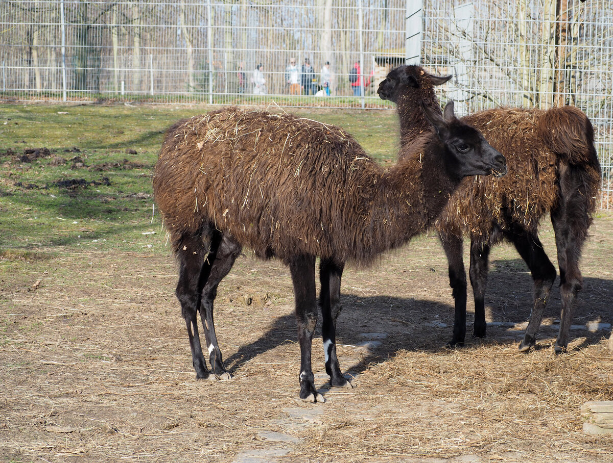 Hingucker in Zeulenroda (Tiergehege) sind die Lamas. Foto 3.3.24