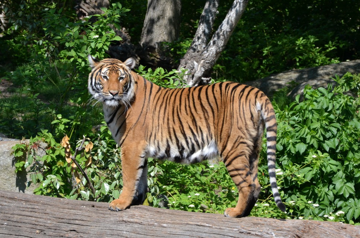 HinterindischerTiger     28.04.2014  Zoo Berlin