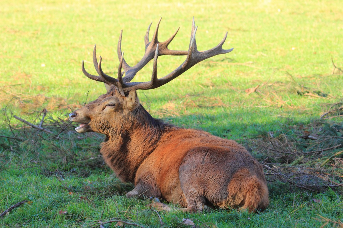 Hirsch in Tambach am 02.11.2015.