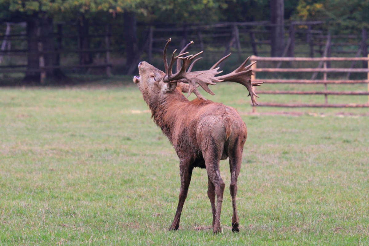 Hirsch in Tambach am 04.10.2015.