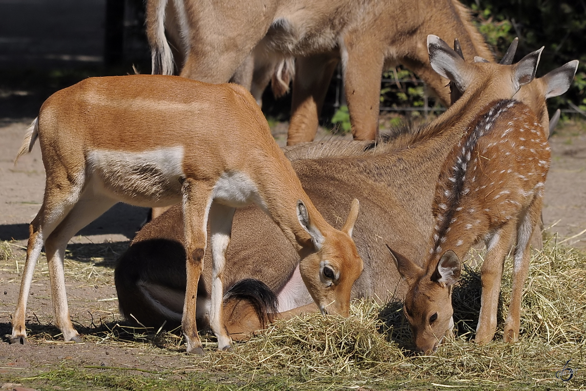 Hirschziegenantilope und Axishirsch im Zoo Dortmund. (September 2010)